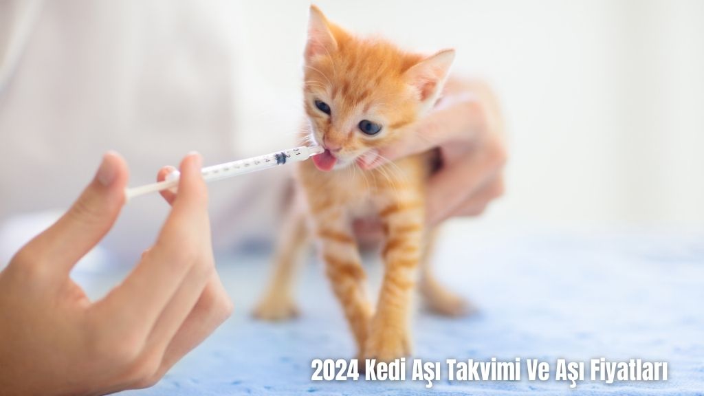 Kedi Aşı Takvimi Ve Aşı Fiyatları 2024