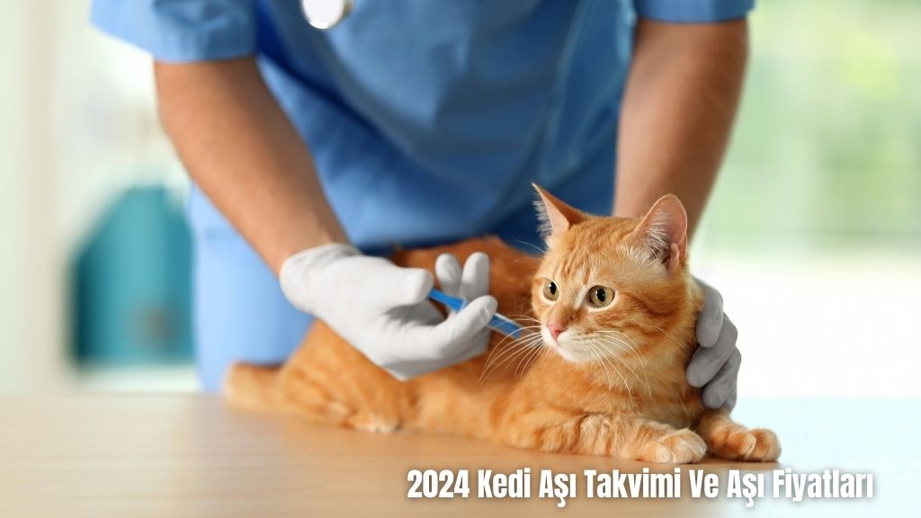Kedi Aşı Takvimi Ve Aşı Fiyatları 2024