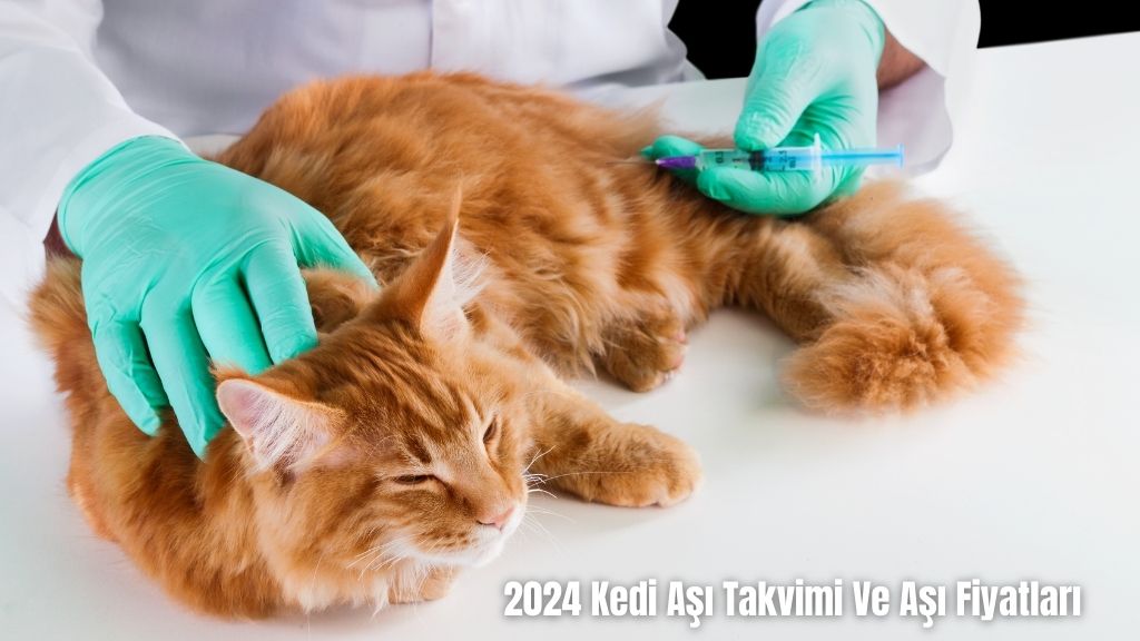 Kedi Aşı Takvimi Ve Aşı Fiyatları 2024