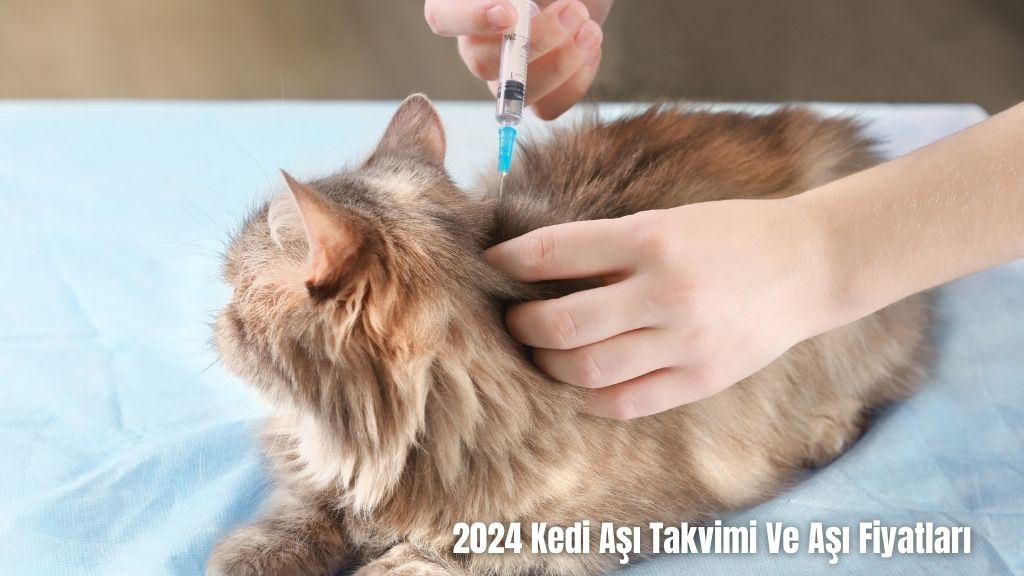Kedi Aşı Takvimi Ve Aşı Fiyatları 2024