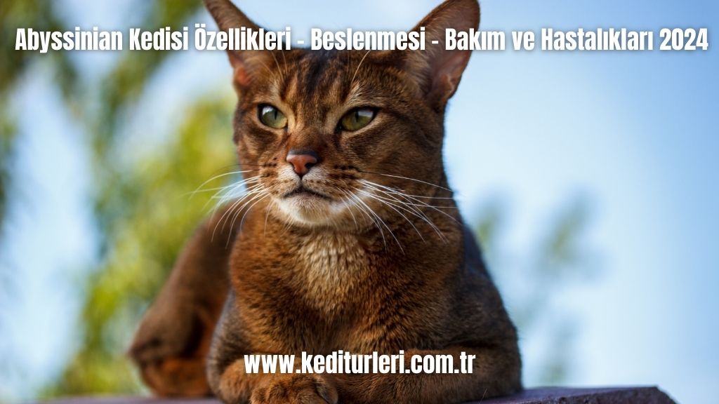 Abyssinian Kedisi Özellikleri - Beslenmesi - Bakım ve Hastalıkları 2024