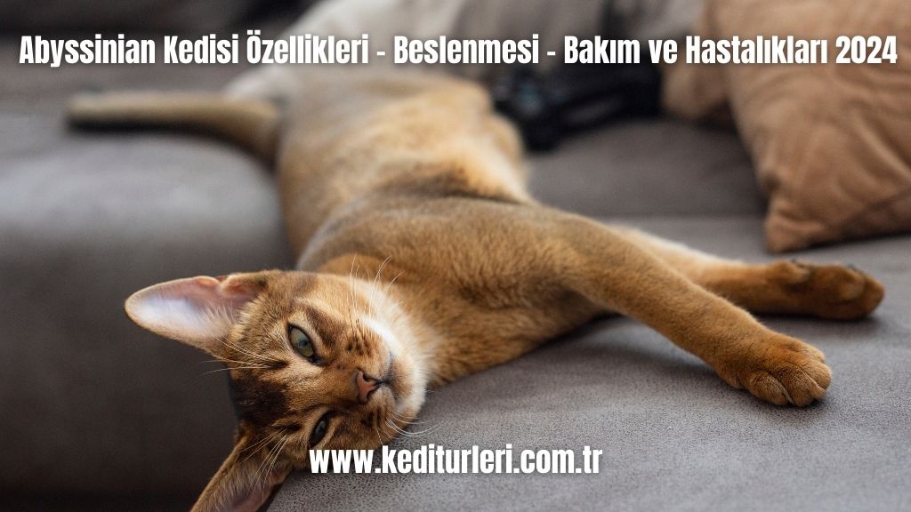 Abyssinian Kedisi Özellikleri - Beslenmesi - Bakım ve Hastalıkları 2024
