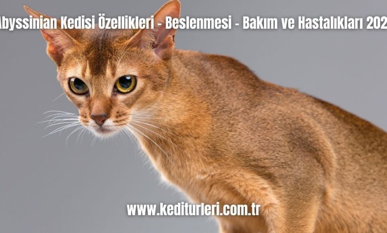Abyssinian-Kedisi-Ozellikleri-Beslenmesi-Bakim-ve-Hastaliklari-2024
