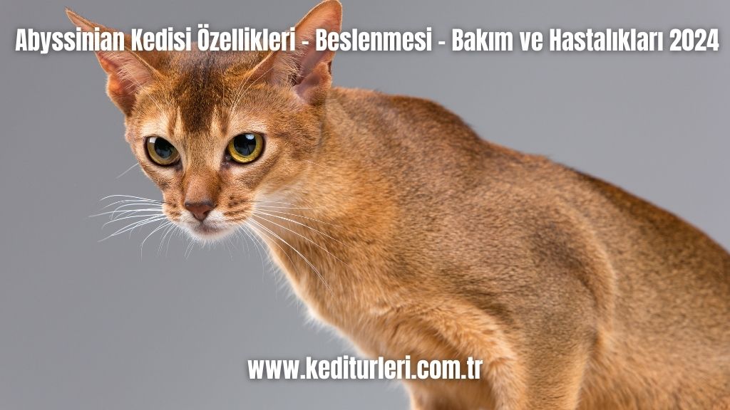 Abyssinian Kedisi Özellikleri - Beslenmesi - Bakım ve Hastalıkları 2024