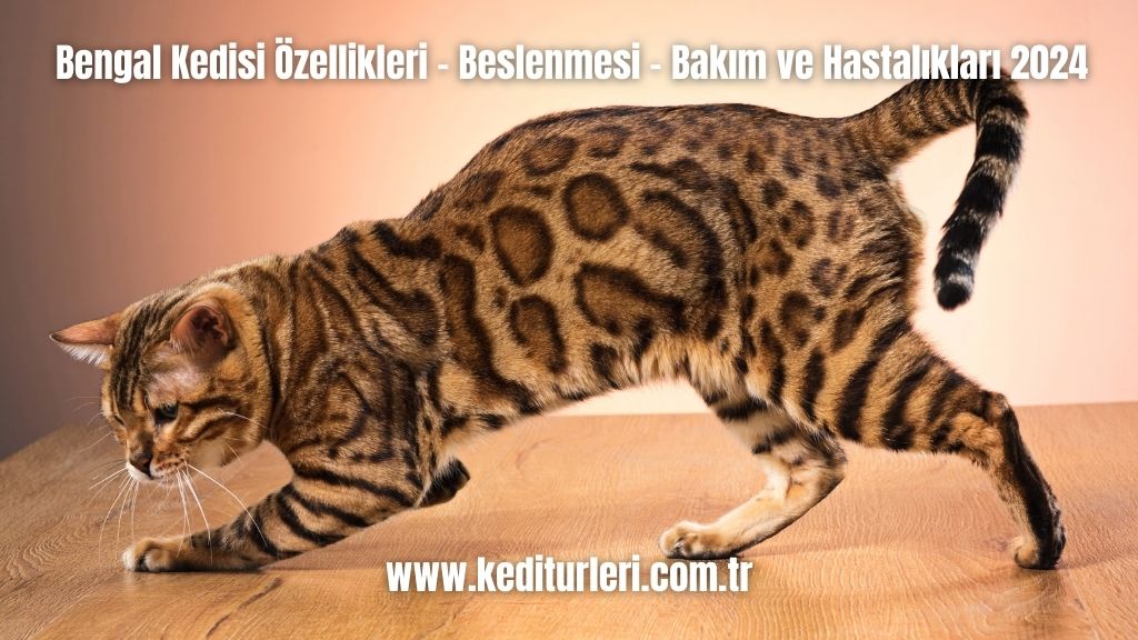 Bengal Kedisi
