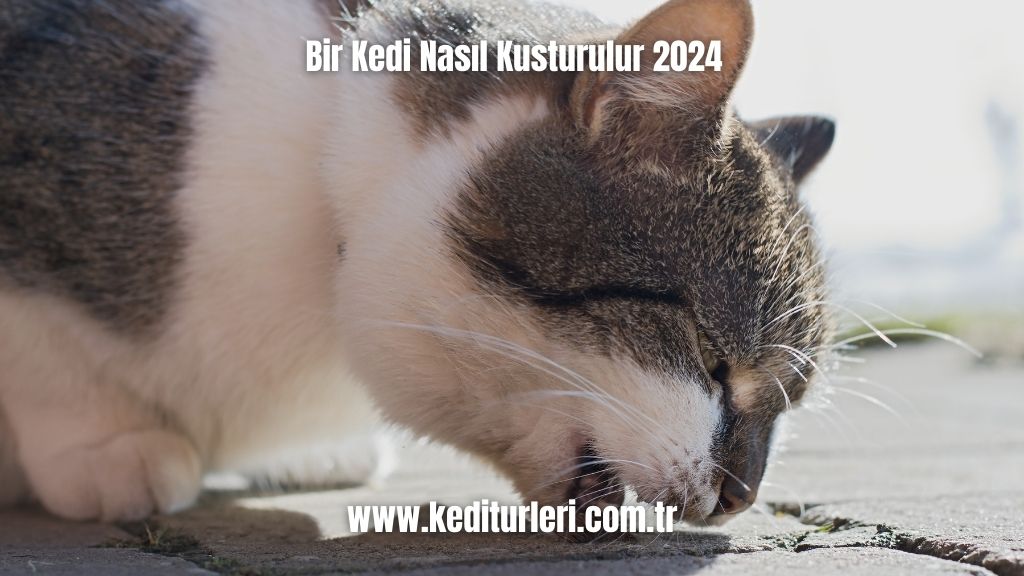 Bir Kedi Nasıl Kusturulur 2024