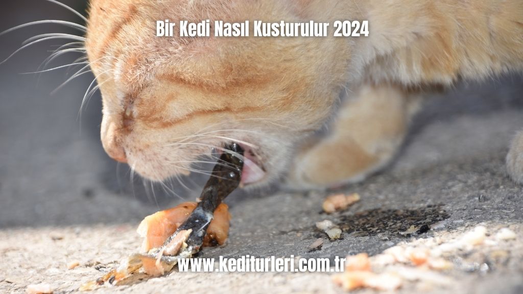 Bir Kedi Nasıl Kusturulur 2024