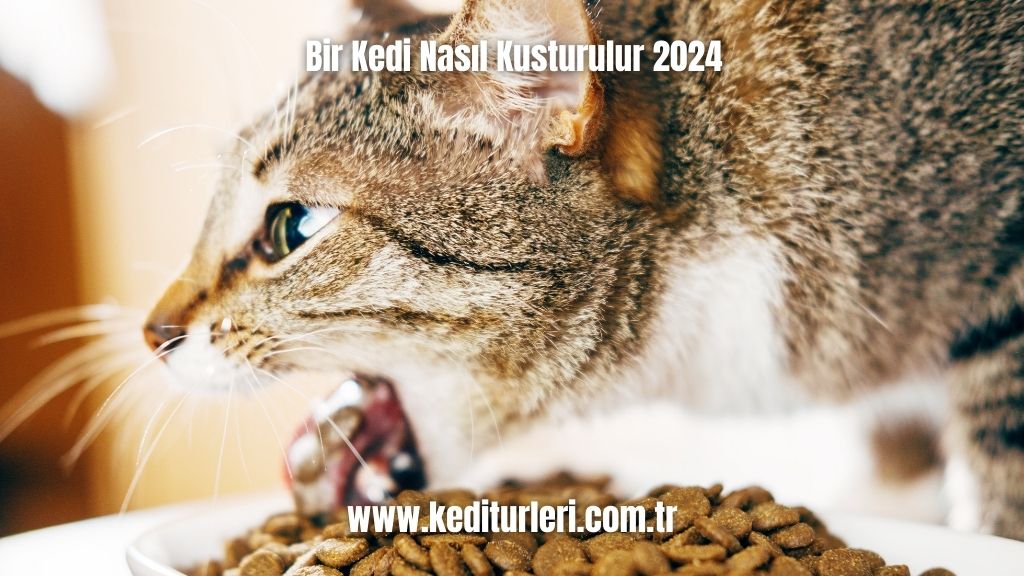 Bir Kedi Nasıl Kusturulur 2024