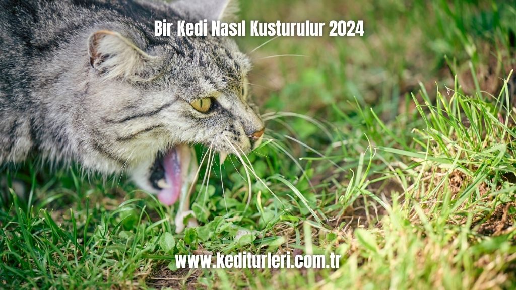 Bir Kedi Nasıl Kusturulur 2024