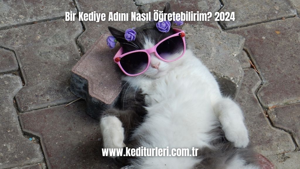 Kediye Adını Nasıl Öğretebilirim? 2024