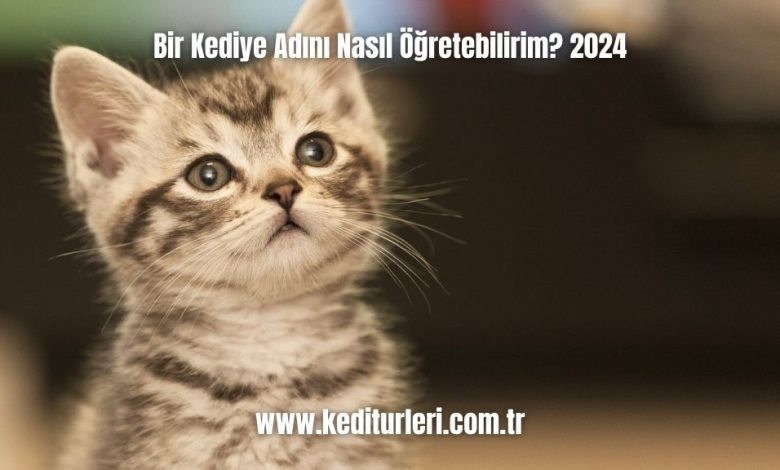 Bir-Kediye-Adini-Nasil-Ogretebilirim-2024