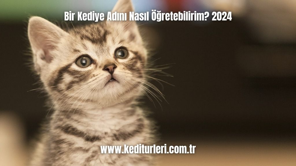 Kediye Adını Nasıl Öğretebilirim? 2024