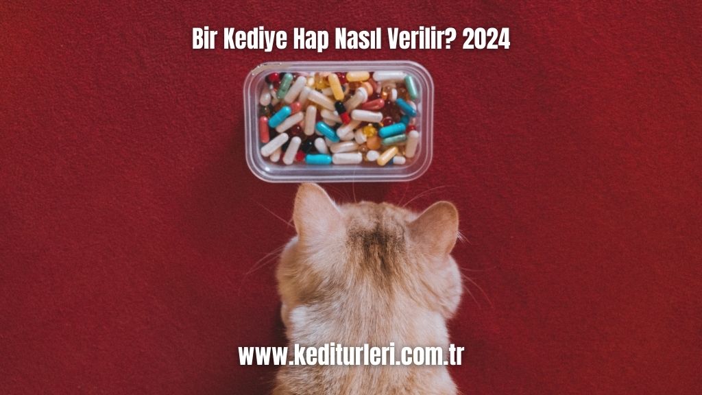 Bir Kediye Hap Nasıl Verilir? 2024