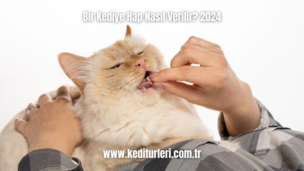 Bir Kediye Hap Nasıl Verilir? 2024