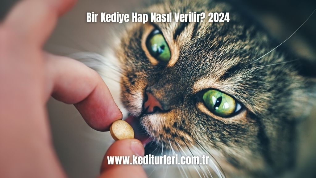 Bir Kediye Hap Nasıl Verilir? 2024