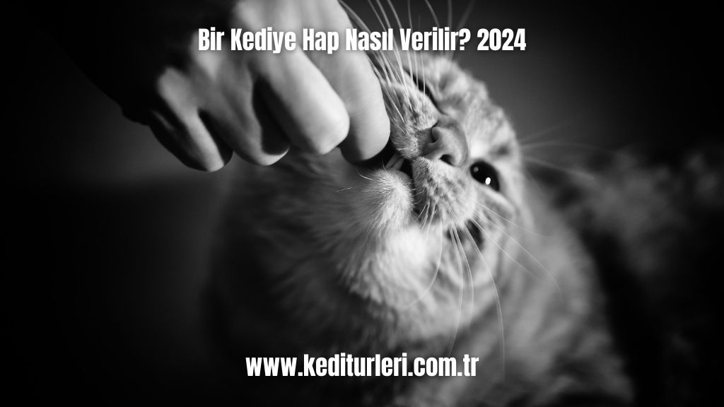 Bir Kediye Hap Nasıl Verilir? 2024