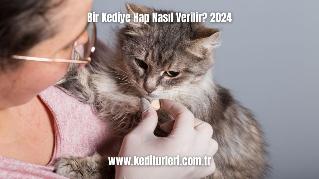 Bir Kediye Hap Nasıl Verilir? 2024