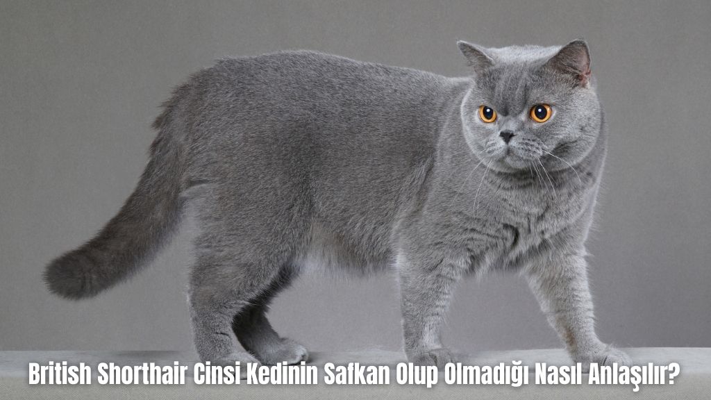 British Shorthair Cinsi Kedinin Safkan Olup Olmadığı Nasıl Anlaşılır?