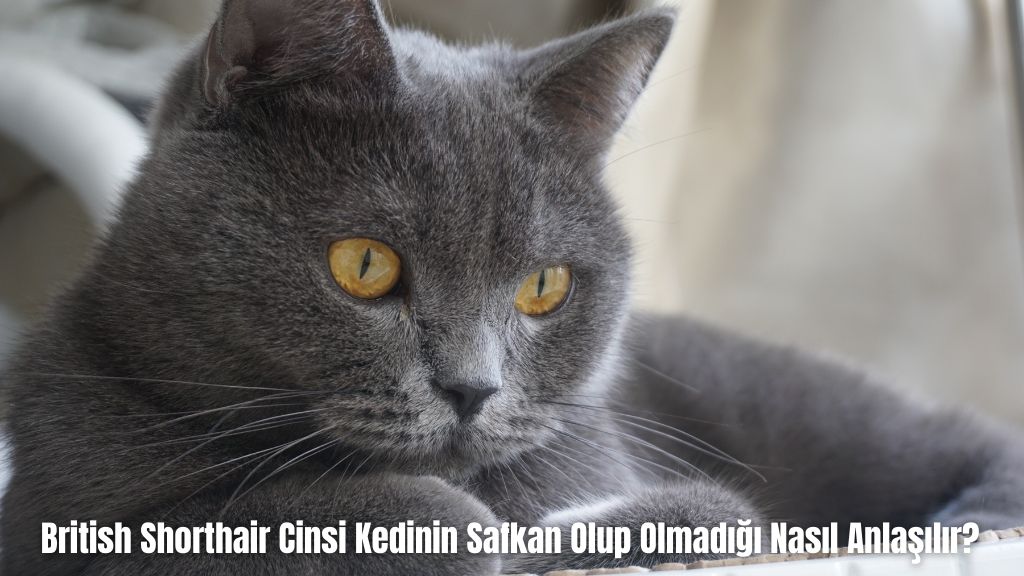 British Shorthair Cinsi Kedinin Safkan Olup Olmadığı Nasıl Anlaşılır?