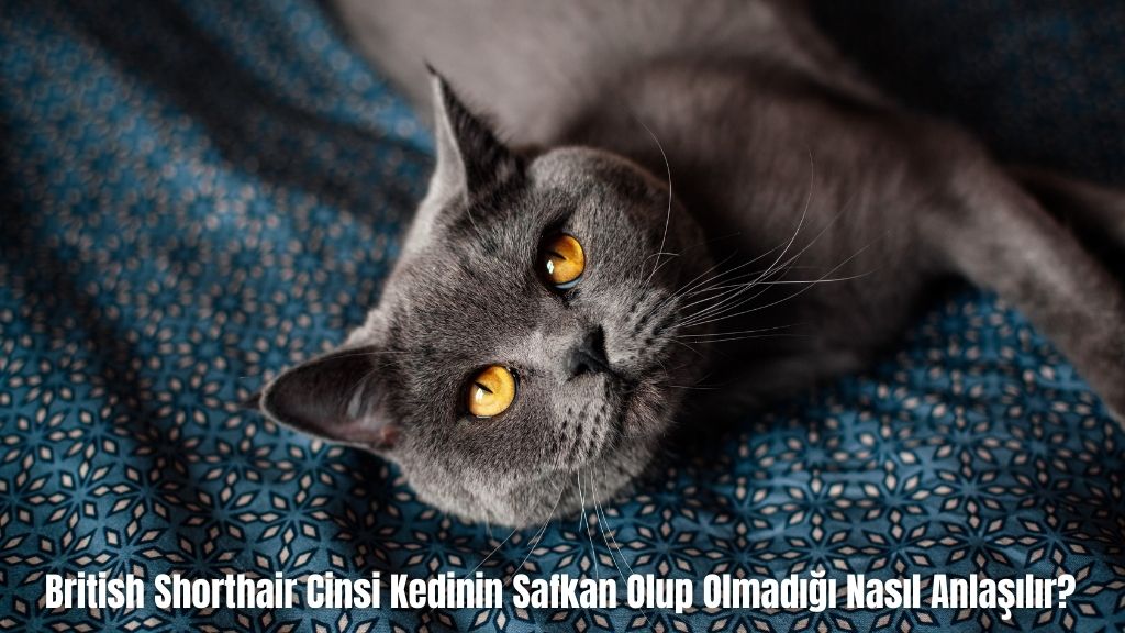 British Shorthair Cinsi Kedinin Safkan Olup Olmadığı Nasıl Anlaşılır?