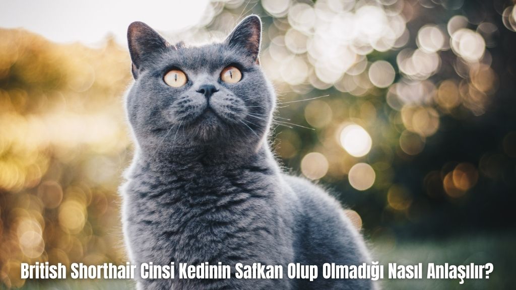 British Shorthair Cinsi Kedinin Safkan Olup Olmadığı Nasıl Anlaşılır?
