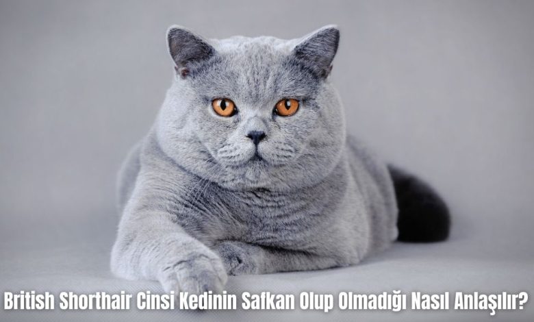 British-Shorthair-Cinsi-Kedinin-Safkan-Olup-Olmadigi-Nasil-Anlasilir