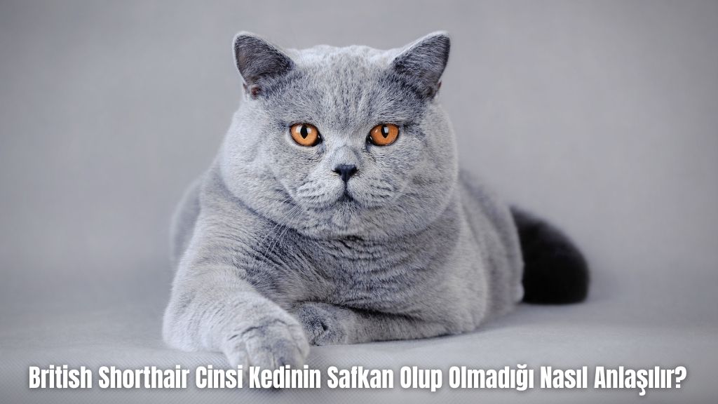 British Shorthair Cinsi Kedinin Safkan Olup Olmadığı Nasıl Anlaşılır?
