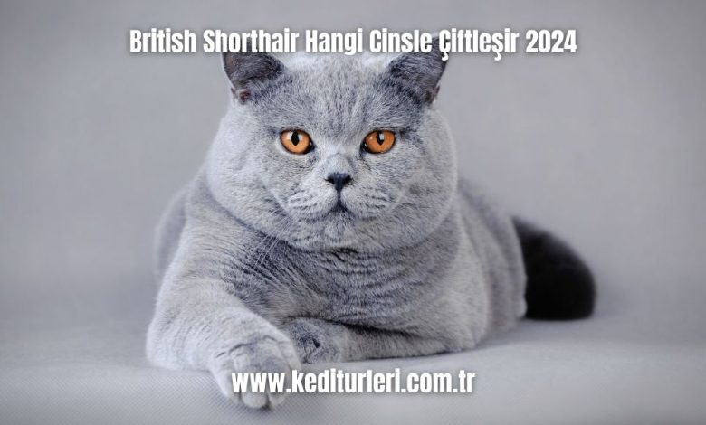 British-Shorthair-Hangi-Cinsle-Ciftlesir-2024