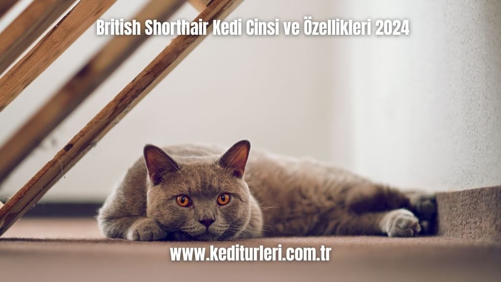 British Shorthair