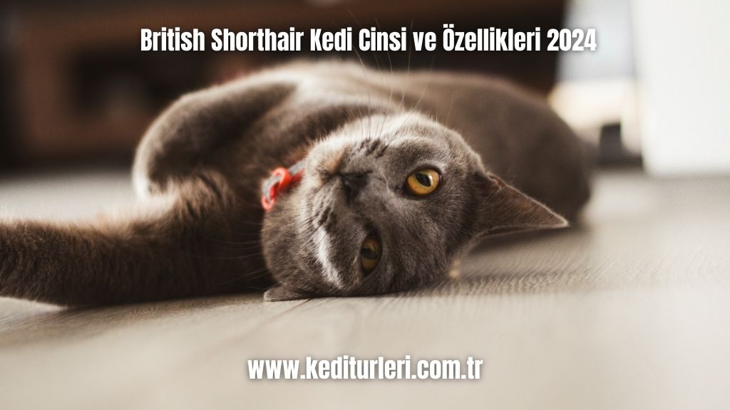 British Shorthair