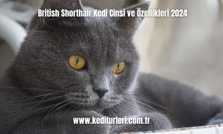 British-Shorthair-Kedi-Cinsi-ve-Ozellikleri-2024