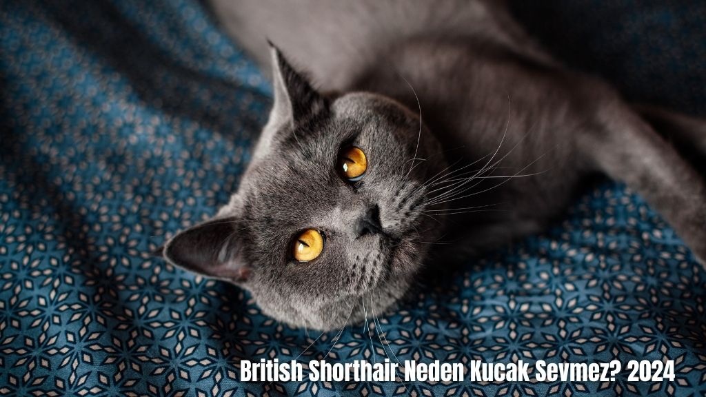 British Shorthair Neden Kucak Sevmez? 2024