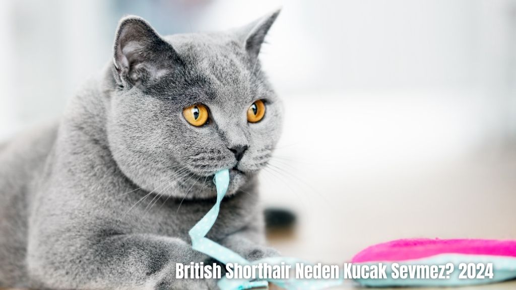 British Shorthair Neden Kucak Sevmez? 2024