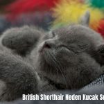 British-Shorthair-Neden-Kucak-Sevmez-2024-3
