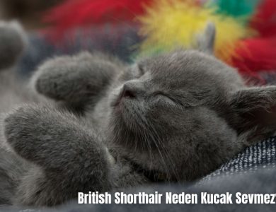 British-Shorthair-Neden-Kucak-Sevmez-2024-3