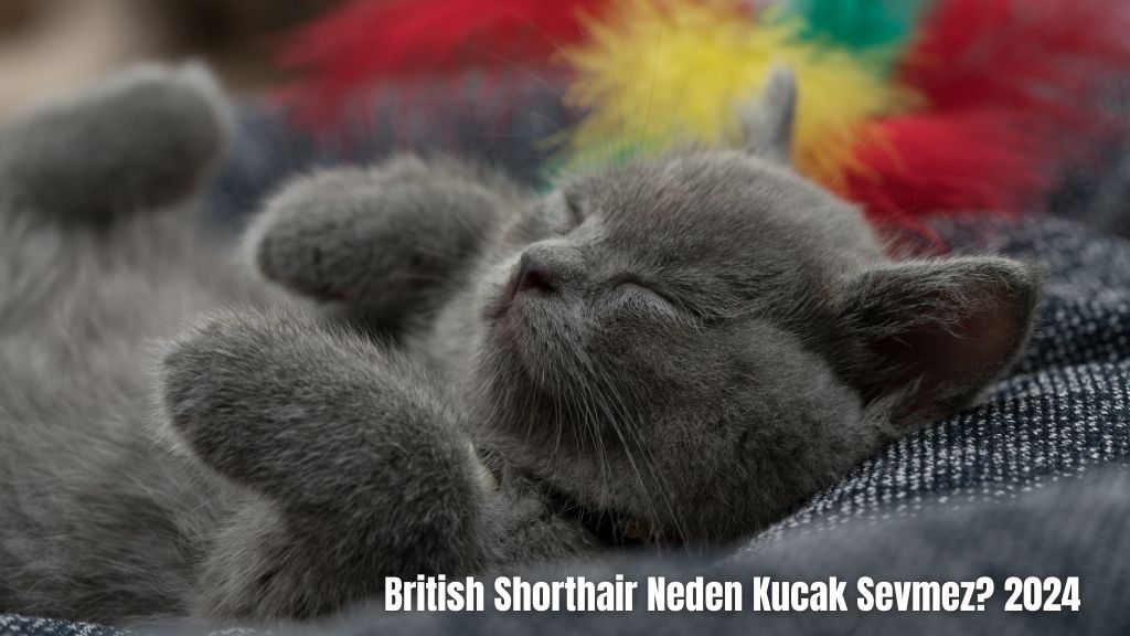 British Shorthair Neden Kucak Sevmez? 2024