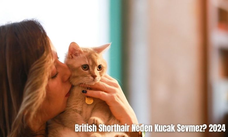 British-Shorthair-Neden-Kucak-Sevmez-2024
