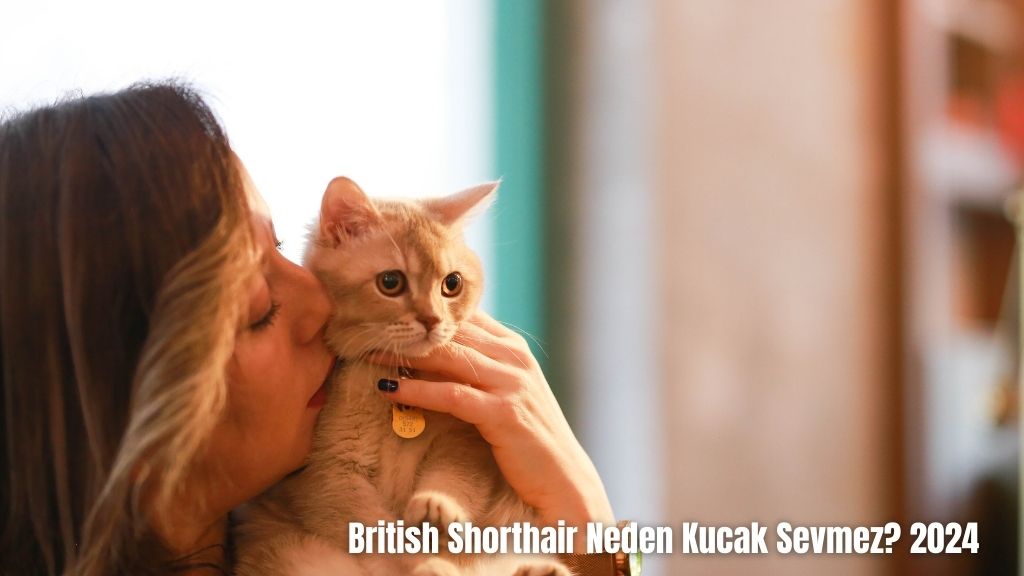 British Shorthair Neden Kucak Sevmez? 2024