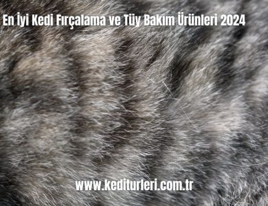 En-Iyi-Kedi-Fircalama-ve-Tuy-Bakim-Urunleri-2024