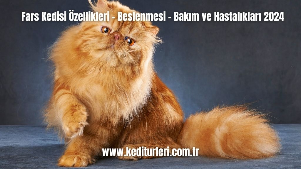 Fars Kedisi Özellikleri - Beslenmesi - Bakım ve Hastalıkları 2024