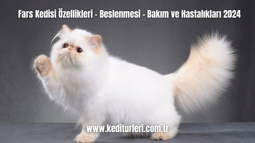Fars Kedisi Özellikleri - Beslenmesi - Bakım ve Hastalıkları 2024