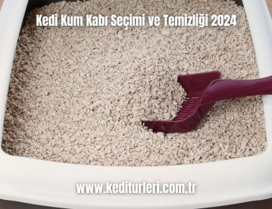 Kedi-Kum-Kabi-Secimi-ve-Temizligi-2024