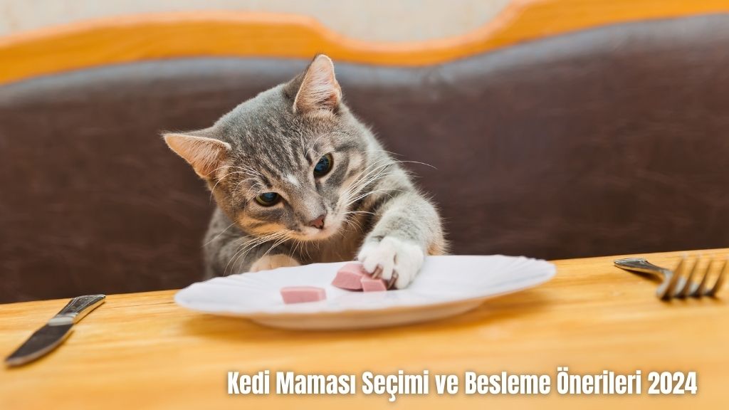 Kedi Maması Seçimi ve Besleme Önerileri 2024