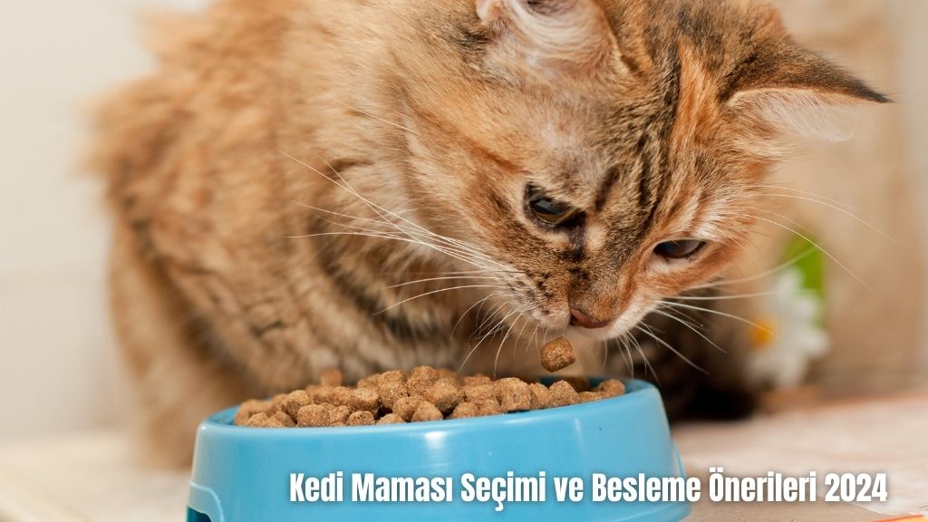 Kedi Maması Seçimi ve Besleme Önerileri 2024