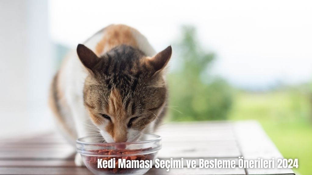 Kedi Maması Seçimi ve Besleme Önerileri 2024