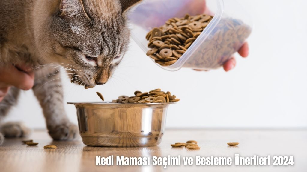 Kedi Maması Seçimi ve Besleme Önerileri 2024