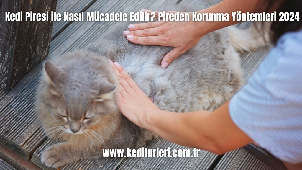 Kedi Piresi ile Nasıl Mücadele Edilir? Pireden Korunma Yöntemleri 2024