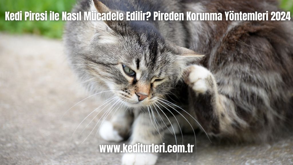 Kedi Piresi ile Nasıl Mücadele Edilir? Pireden Korunma Yöntemleri 2024