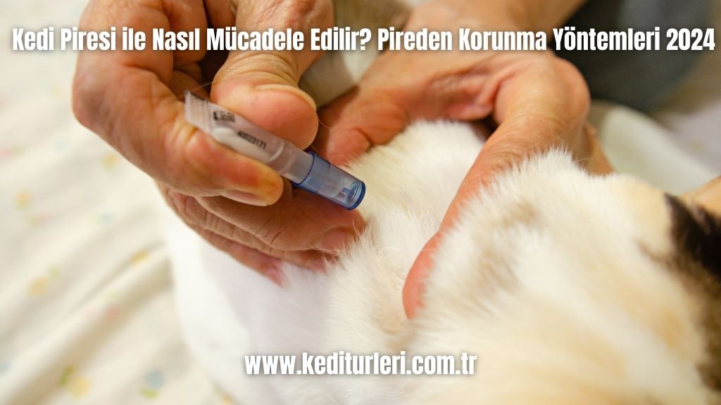 Kedi Piresi ile Nasıl Mücadele Edilir? Pireden Korunma Yöntemleri 2024