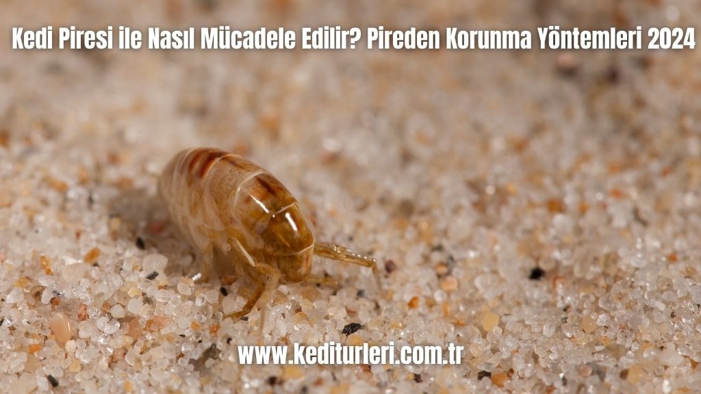 Kedi Piresi ile Nasıl Mücadele Edilir? Pireden Korunma Yöntemleri 2024